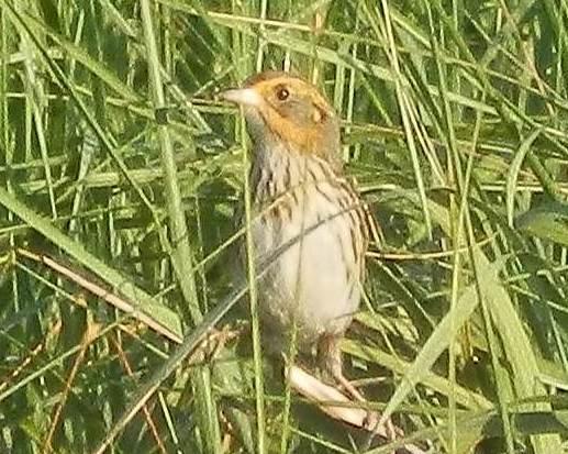 Salt Marsh Bird Survey | Audubon Maryland-DC