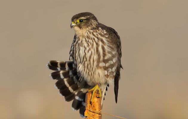 Birding Tour of Patterson Park in Baltimore