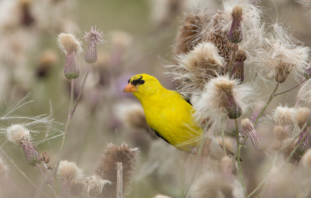 Birdwatching Tour of Druid Hill Park in Baltimore