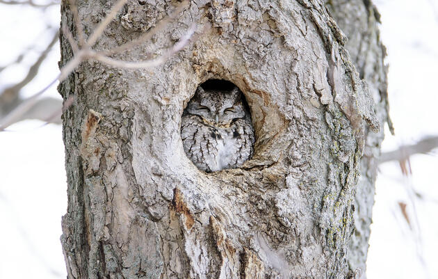 The Great Backyard Bird Count and Bird Feeder Frenzy at John James Audubon Center