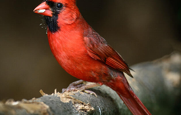 Birding Tour of Druid Hill Park in Baltimore
