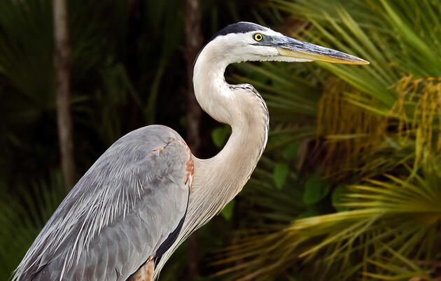 Birding Tour of Patterson Park in Baltimore