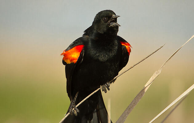 Birding Tour of Patterson Park in Baltimore
