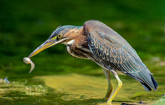 Birding Tour of Druid Hill Park in Baltimore