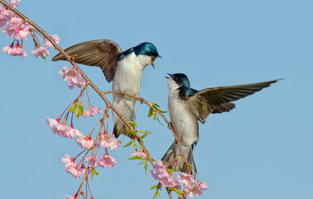 Birding Tour of Patterson Park in Baltimore