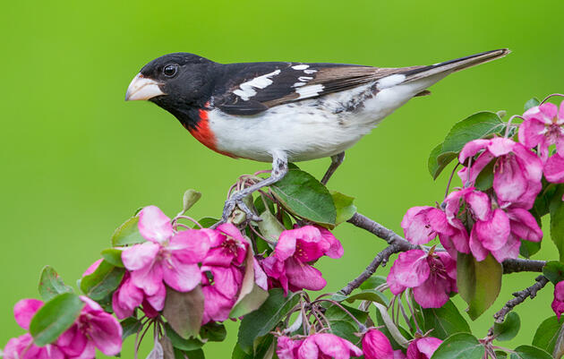 Birding Tour of Druid Hill Park in Baltimore