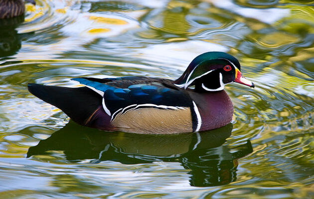 I Bird I Vote Field Trip: Vernal Pools Birding at Sandy Point State Park