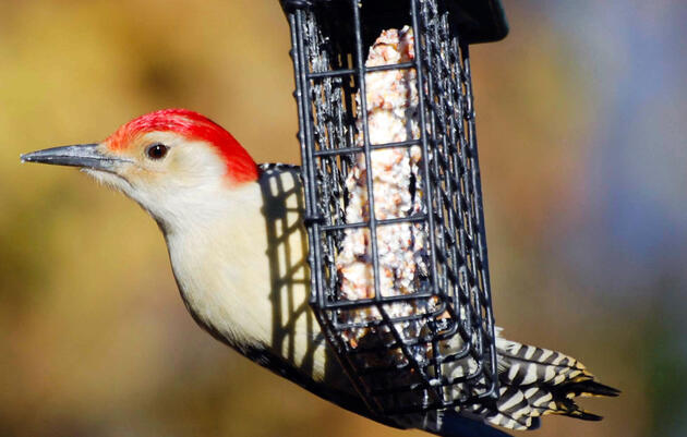 Introduction to Birding: The Great Backyard Bird Count at the John James Audubon Center