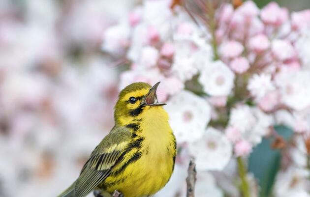Habitat Gardening for Birds and Communities: Intro Webinar