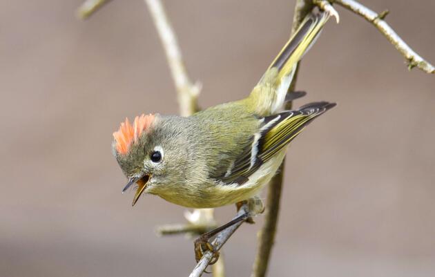 Introduction to Birdsong at the John James Audubon Center