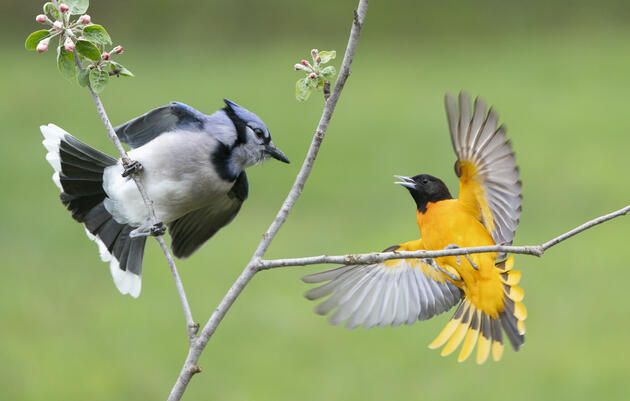 Birding Tour of Druid Hill Park in Baltimore