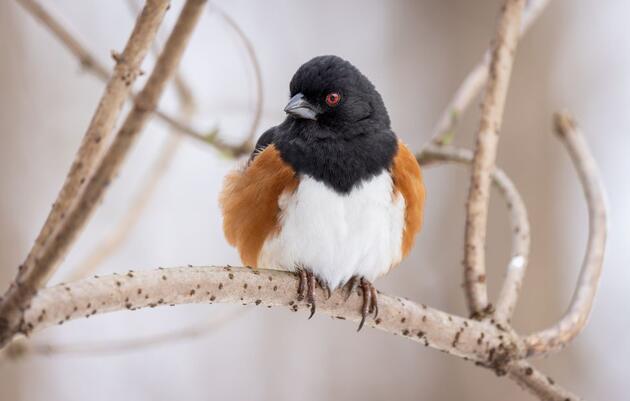 Climate Watch Training at the John James Audubon Center