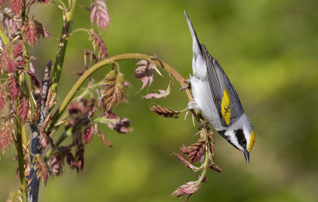 Third Saturday Birding Tour at the John James Audubon Center