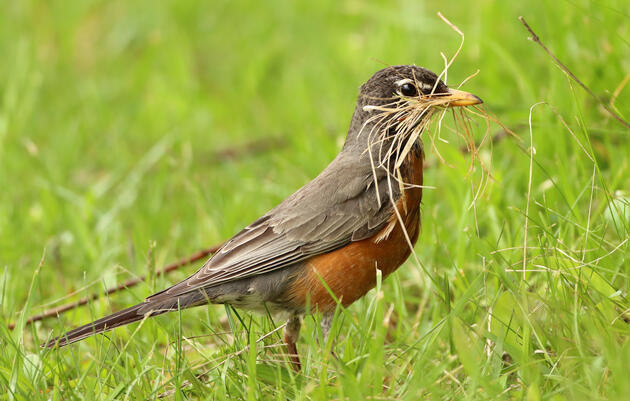 Introduction to Birding - Summer Nesting at the John James Audubon Center