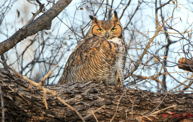 An Evening with Owls at the John James Audubon Center