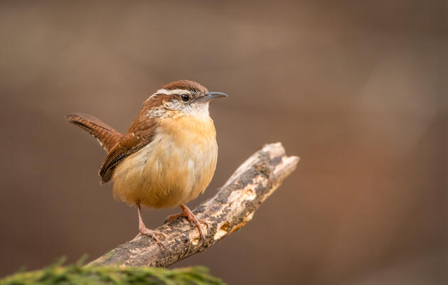 Birding Tour of Patterson Park in Baltimore