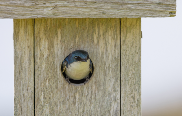 Bird Box Workshop at the Discovery Center in Philadelphia