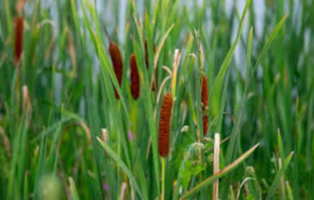 Native Plant Workshop at The Discovery Center in Philadelphia