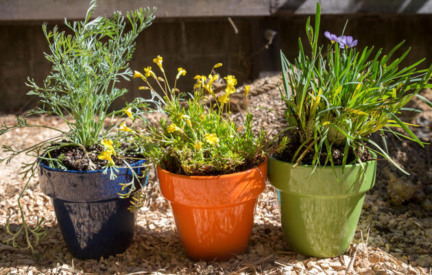 Nature Journaling: Plants for Birds at the Discovery Center in Philadelphia