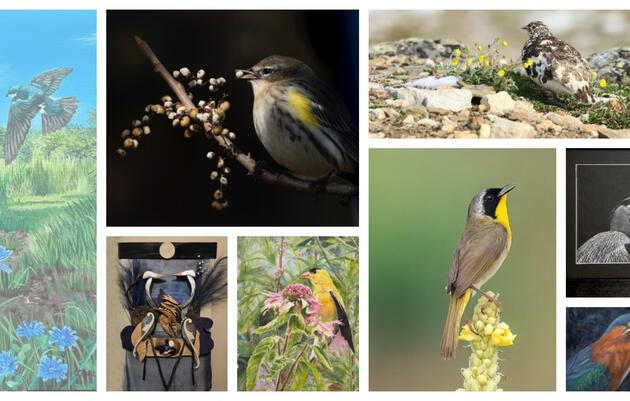 Take Flight: Birds of the World at the John James Audubon Center