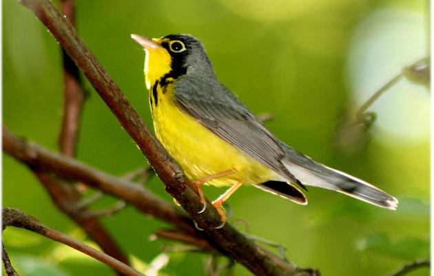 Important Bird Areas | Audubon Maryland-DC