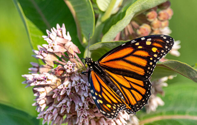 Butterfly Count at The Discovery Center in Philadelphia