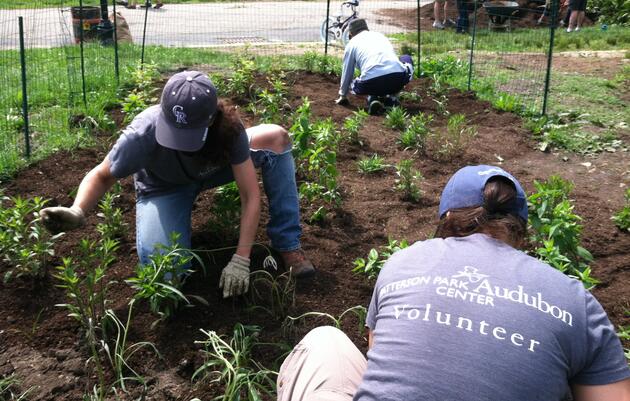 Habitat Team Volunteers in Patterson Park 