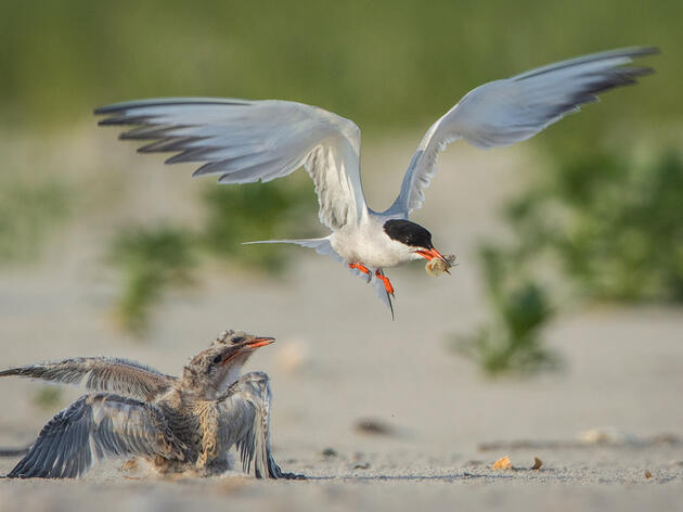 Nesting Platform Initiative Launched for Endangered Birds in Maryland Coastal Bays