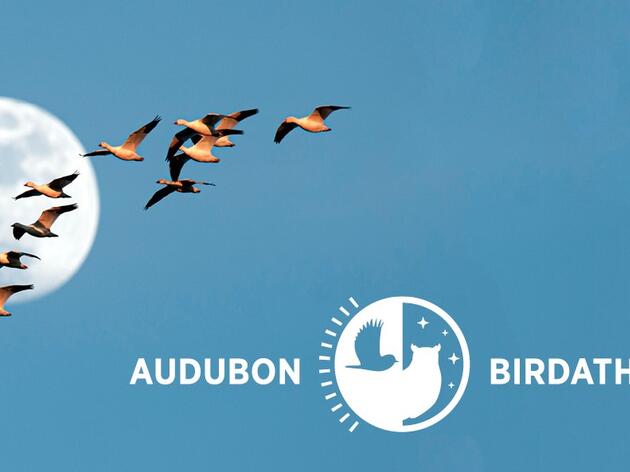 Join Us May 15 for Audubon Mid-Atlantic's Birdathon