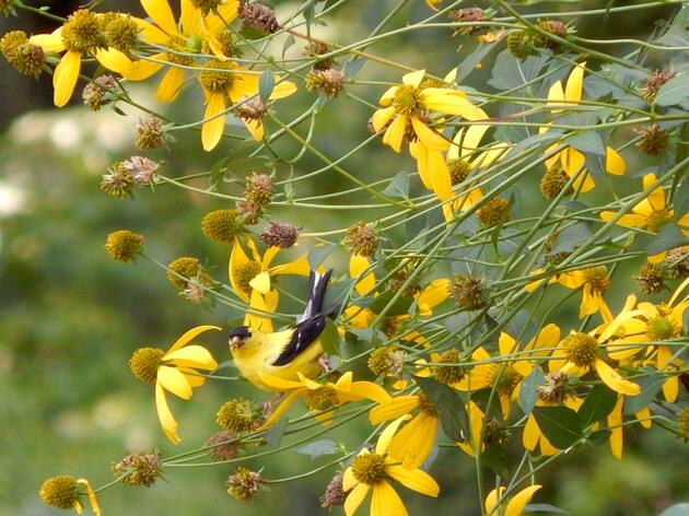 Audubon Mid-Atlantic Celebrates Progress in Forester Endorsement Program 