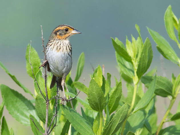 Audubon Receives Grant to Monitor Innovative Salt Marsh Restoration in Somerset County 