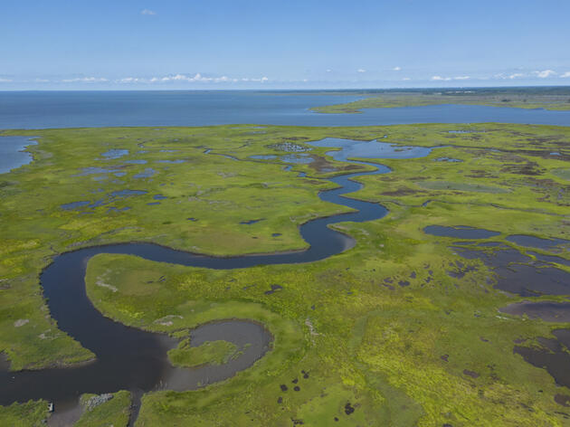 Audubon Receives Grant to Survey Imperiled Marsh Birds & Measure Marsh Restoration Success in Maryland 