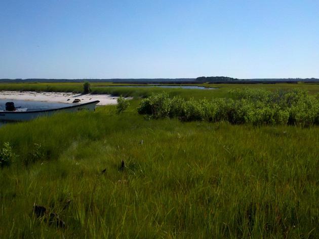 Sign-up for Saltmarshes