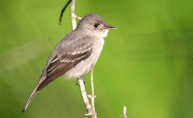 Birds | Audubon Maryland-DC